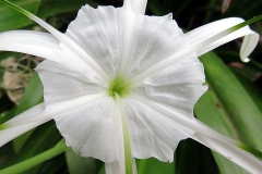 Closer-view-of-flower-of-Poison-lily