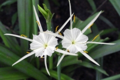Flowers-of-Poison-lily