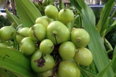 Immature-fruit-of-Poison-lily