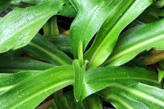 Leaves-of-Poison-lily