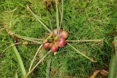 Mature-fruits-of-Poison-lily