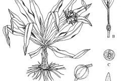 Plant-Illustration-of-Poison-lily
