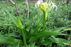 Poison-lily-plant-growing-wild