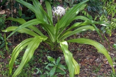 Poison-lily-plant