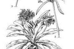 Sketch-of-Poison-lily