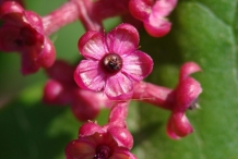 Close-up-flower-of-Pokeberry
