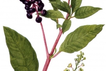 Illustration-of-Pokeberry