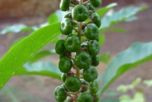 Inflorescence-of-Pokeberry