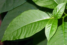 Leaves-of-Pokeberry