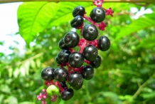 Pokeberry-fruit