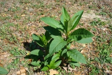 Pokeberry-plant
