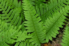 Polybody-leaves