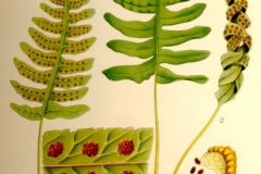 Polybody-plant-illustration