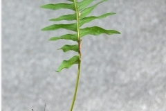 Polybody-whole-plant