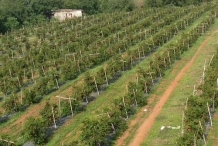 Pomegranate-farm