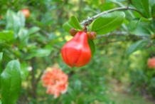Pomegranate-flower-bud