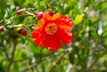 Pomegranate-flower