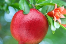 Pomegranate-fruit