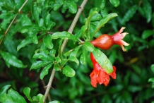 Pomegranate-leaves