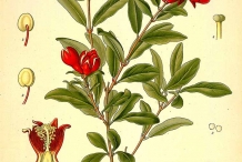 Pomegranate-plant-illustration