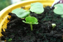 Pomegranate-sprouts