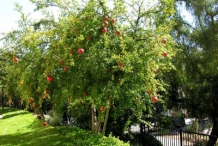 Pomegranate-tree