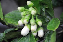 Flower-bud-of-Pomelo