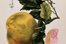 Illustration-of-Pomelo-fruit