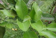 Leaves-of-Pomelo