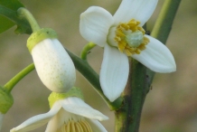 Pomelo-flower