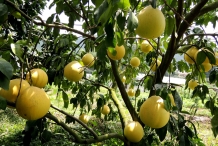 Pomelo-fruit-in-the-tree