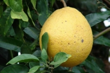 Pomelo-fruit