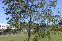 Pomelo-tree