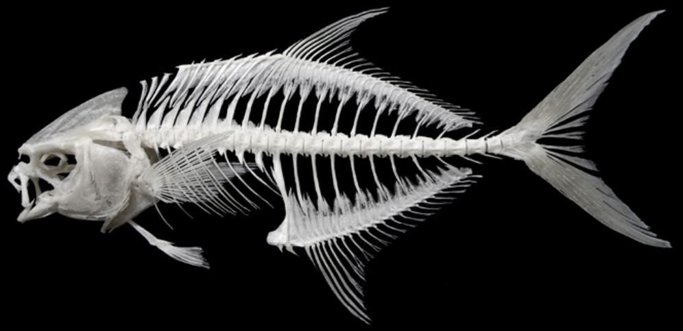 Skeleton-of-Pompano-fish