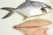 Pompano-fish-fillets