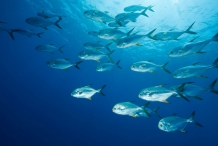 Pompano-school