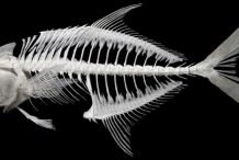 Skeleton-of-Pompano-fish