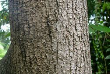 Bark-of-Pond-Apple-plant