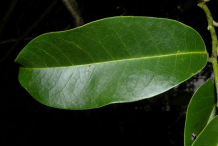 Dorsal-view-of-Pond-Apple-Leaf