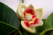 Flower-of-Pond-Apple