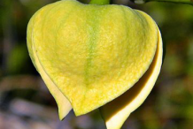 Flowering-bud-of-Pond-Apple