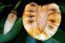 Half-cut-ripe-Pond-Apple