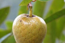 Mature-Pond-Apple