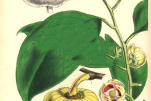 Plant-Illustration-of-Pond-Apple