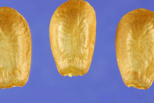 Pond-Apple-Seeds