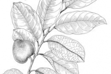 Pond-Apple-Sketch
