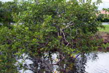 Pond-Apple-plant-growing-wild