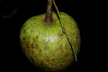 Pond-Apple
