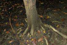 Trunk-of-Pond-Apple