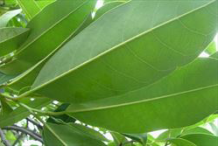 Ventral-view-of-Pond-Apple-leaves